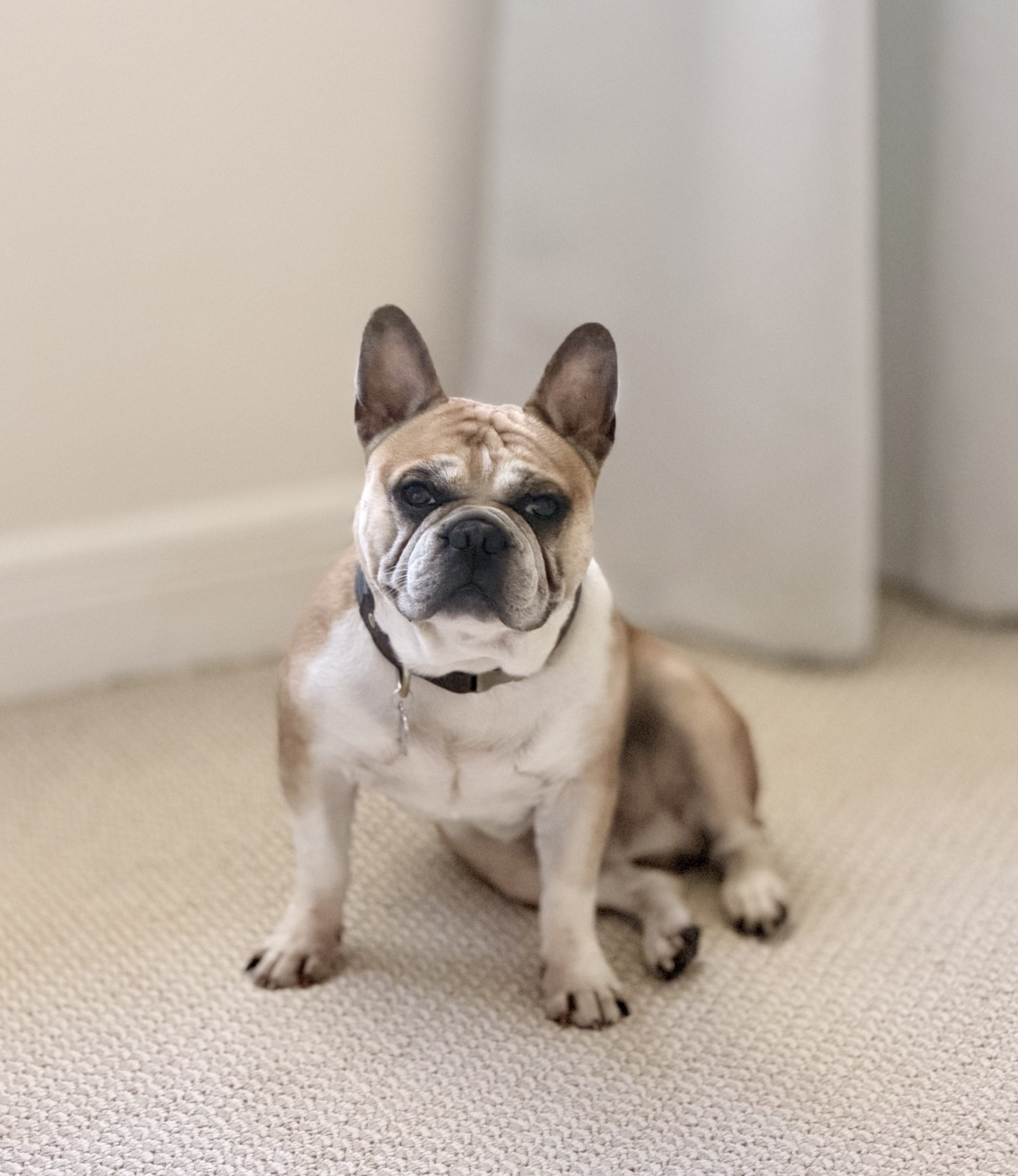 Nicole's French Bulldog